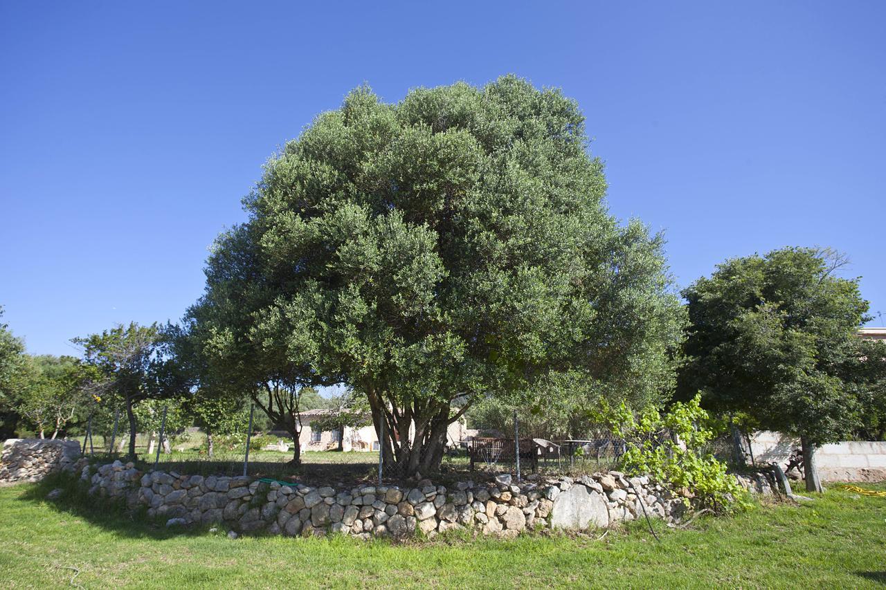 Agroturismo Finca Dalt Murada Бинисалем Экстерьер фото